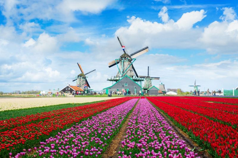 Netherlands - the dreamy land of tulips, a favorite destination for many international tourists